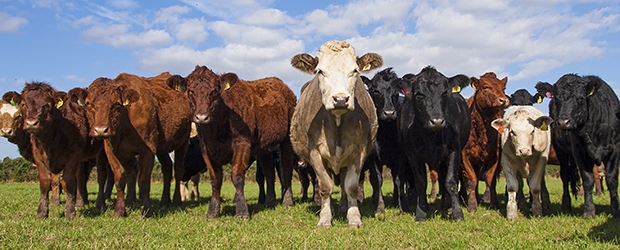 Πρόσκληση δήλωσης στοιχείων ζωικού κεφαλαίου των κτηνοτρόφων για το έτος 2015